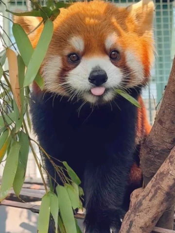 래서