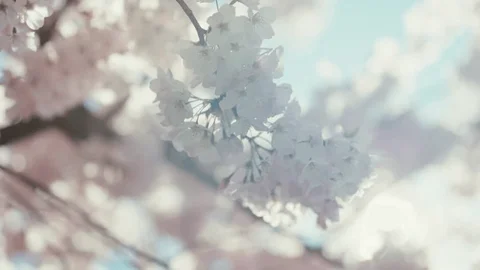 소중한벚꽃